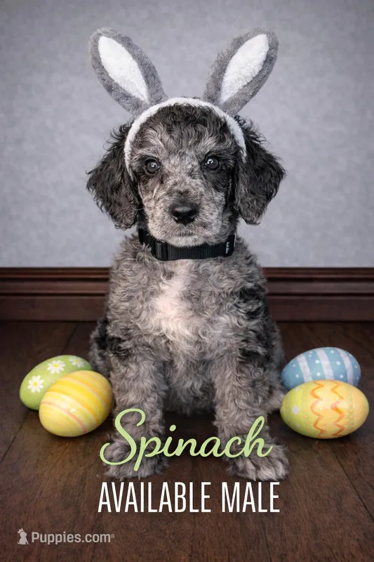 Spinach – Poodle - Standard  puppy for sale in Zebulon, NC