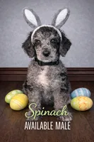 Spinach, a male Poodle - Standard  for sale in Zebulon, NC – Photo 4 of 10