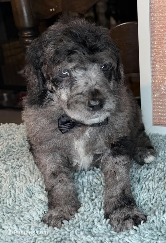 Spinach – Poodle - Standard  puppy for sale in Zebulon, NC