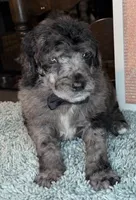 Spinach, a male Poodle - Standard  for sale in Zebulon, NC – Photo 6 of 10