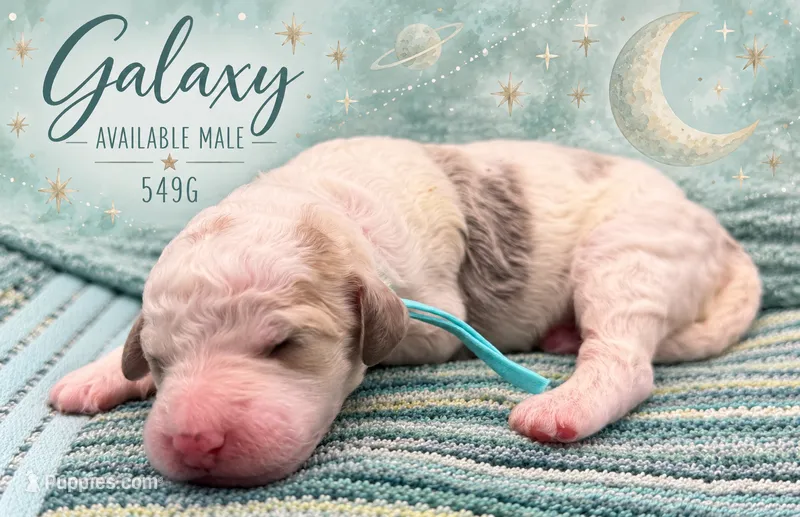 Galaxy – Poodle - Multi-Colored Standard, Poodle - Standard  puppy for sale in Zebulon, NC
