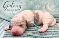 Galaxy, a male Poodle - Multi-Colored Standard and Poodle - Standard  for sale in Zebulon, NC – 1 of 2
