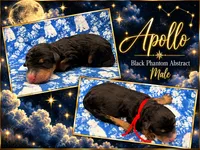 Apollo, a male Poodle - Multi-Colored Standard and Poodle - Standard  for sale in Zebulon, NC – 2 of 2