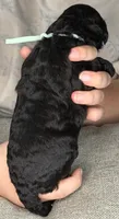 Agate, a female Poodle - Standard  for sale in Zebulon, NC – 4 of 9