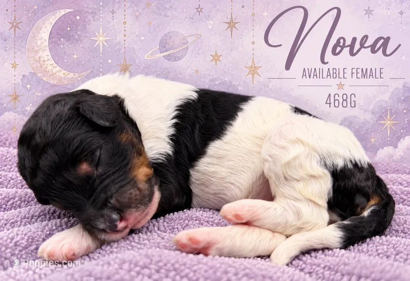 Nova – Poodle - Multi-Colored Standard, Poodle - Standard  puppy for sale in Zebulon, NC