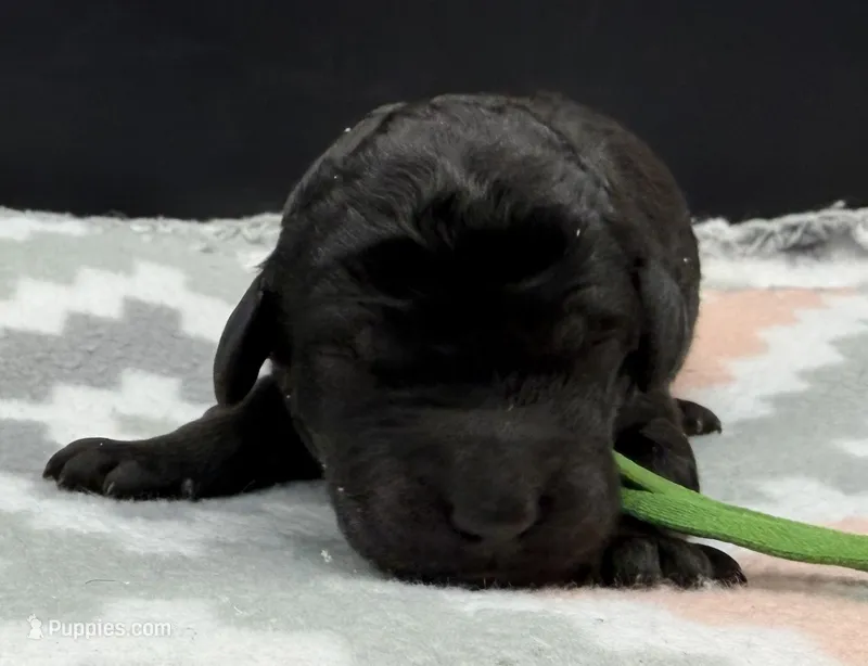 Pigpen – Poodle - Standard  puppy for sale in Zebulon, NC