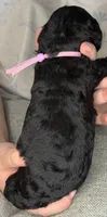 Rose Quartz, a female Poodle - Standard  for sale in Zebulon, NC – 4 of 10
