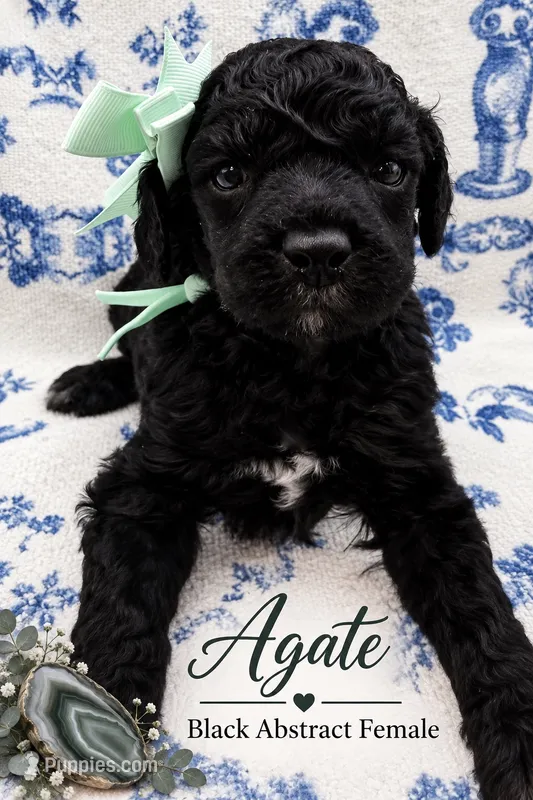 Agate – Poodle - Standard  puppy for sale in Zebulon, NC