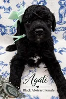 Agate, a female Poodle - Standard  for sale in Zebulon, NC – 1 of 9