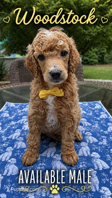 Woodstock  – Poodle - Standard  puppy for sale in Zebulon, NC