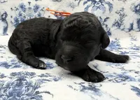 Tiger’s Eye, a female Poodle - Standard  for sale in Zebulon, NC – 6 of 7
