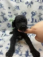 Agate, a female Poodle - Standard  for sale in Zebulon, NC – 2 of 9