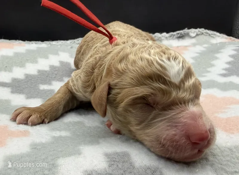 Linus – Poodle - Standard  puppy for sale in Zebulon, NC