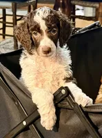 Twenty-six, a female Poodle - Standard  for sale in Zebulon, NC – Photo 3 of 6