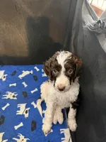 Twenty-six, a female Poodle - Standard  for sale in Zebulon, NC – Photo 6 of 6