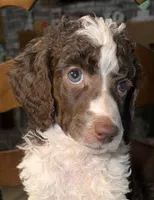 Twenty-six, a female Poodle - Standard  for sale in Zebulon, NC – Photo 4 of 6