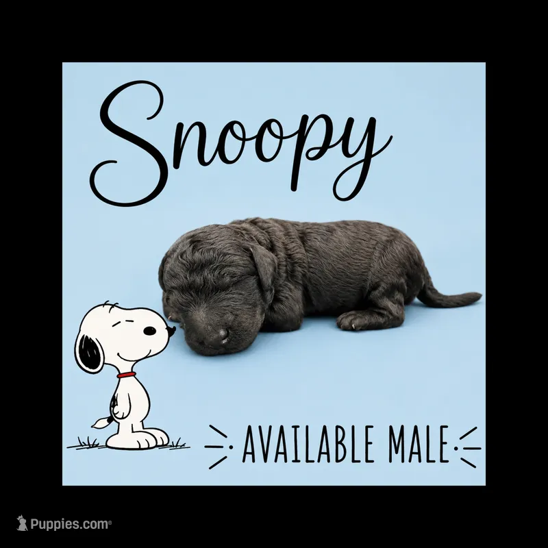 Snoopy – Poodle - Standard  puppy for sale in Zebulon, NC