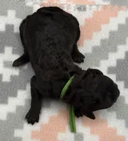 Pigpen, a male Poodle - Standard  for sale in Zebulon, NC – 2 of 4