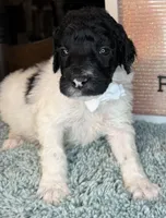 Asparagus, a male Poodle - Standard  for sale in Zebulon, NC – Photo 6 of 9