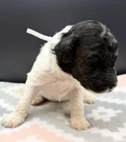 Asparagus, a male Poodle - Standard  for sale in Zebulon, NC – Photo 2 of 2