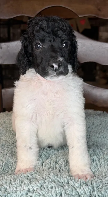 Asparagus – Poodle - Standard  puppy for sale in Zebulon, NC