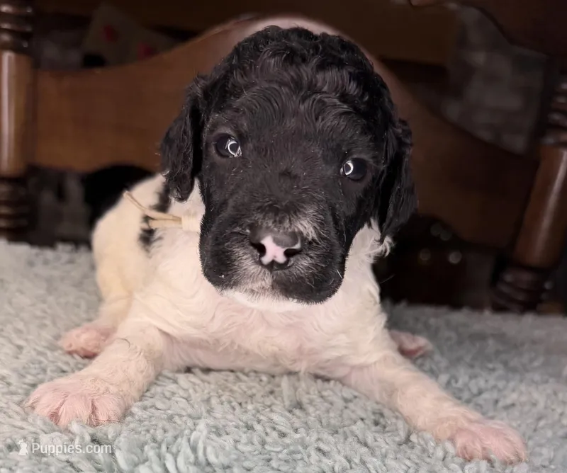 Asparagus – Poodle - Standard  puppy for sale in Zebulon, NC