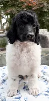 Asparagus, a male Poodle - Standard  for sale in Zebulon, NC – Photo 3 of 9