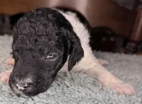 Asparagus, a male Poodle - Standard  for sale in Zebulon, NC – Photo 8 of 9