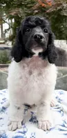 Asparagus, a male Poodle - Standard  for sale in Zebulon, NC – Photo 1 of 9