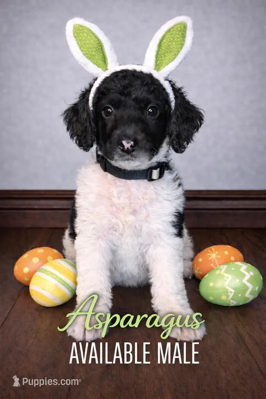 Asparagus – Poodle - Standard  puppy for sale in Zebulon, NC