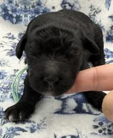 Agate, a female Poodle - Standard  for sale in Zebulon, NC – 8 of 9