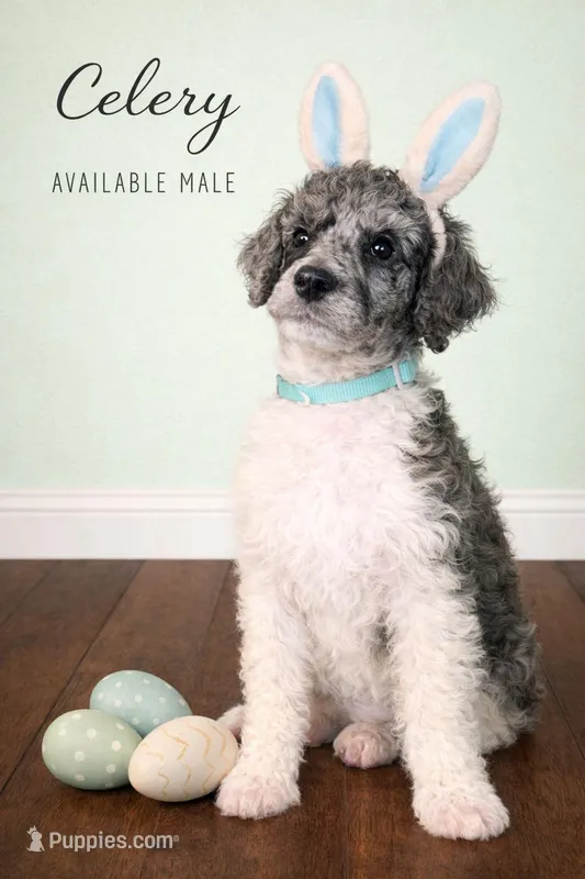 Celery – Poodle - Standard  puppy for sale in Zebulon, NC