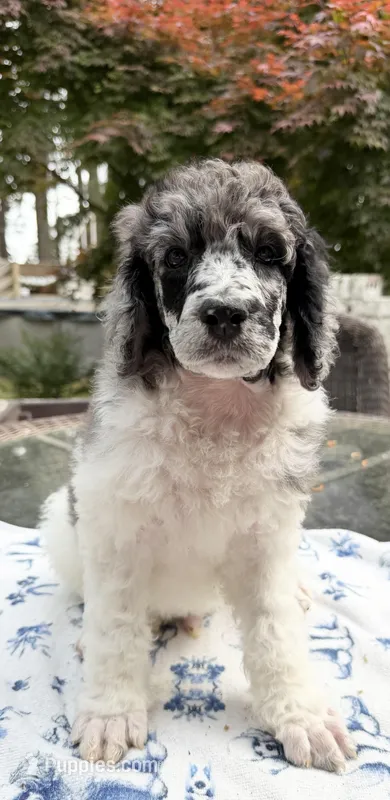 Celery – Poodle - Standard  puppy for sale in Zebulon, NC