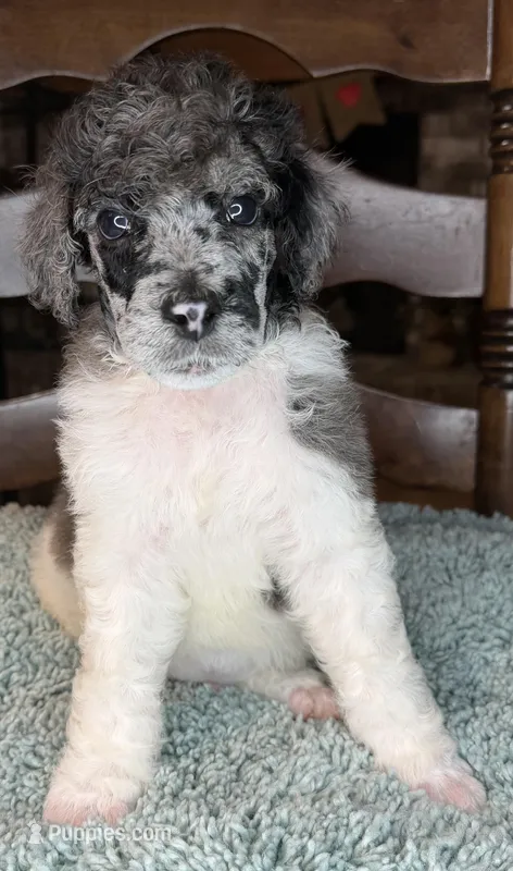 Celery – Poodle - Standard  puppy for sale in Zebulon, NC