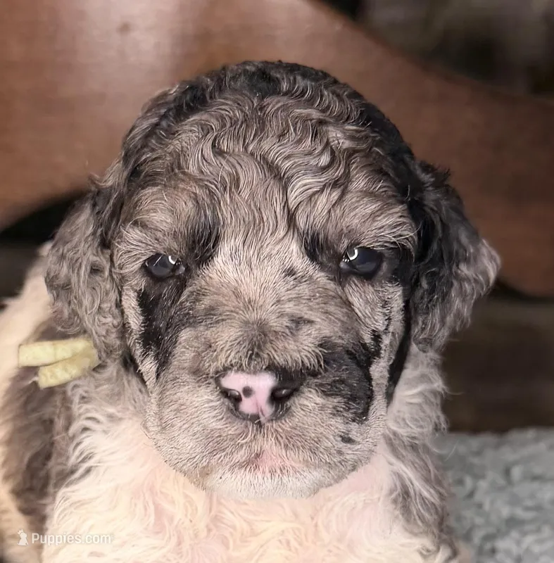 Celery – Poodle - Standard  puppy for sale in Zebulon, NC