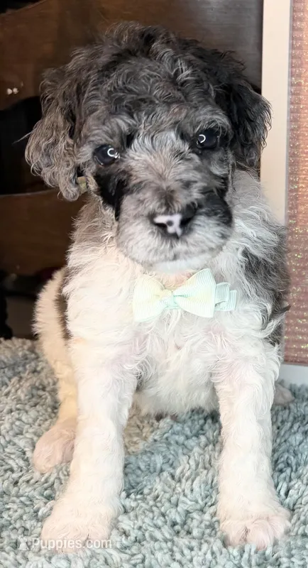 Celery – Poodle - Standard  puppy for sale in Zebulon, NC