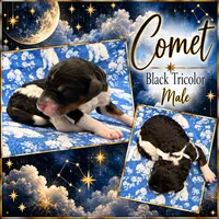 Comet, a male Poodle - Multi-Colored Standard and Poodle - Standard  for sale in Zebulon, NC – 2 of 2