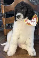 Othello, a male Poodle - Multi-Colored Standard for sale in Zebulon, NC – Photo 5 of 6