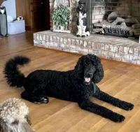 Nox, a female Poodle - Standard  for sale in Zebulon, NC – Photo 4 of 5