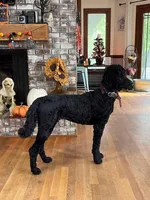 Nox, a female Poodle - Standard  for sale in Zebulon, NC – Photo 2 of 5