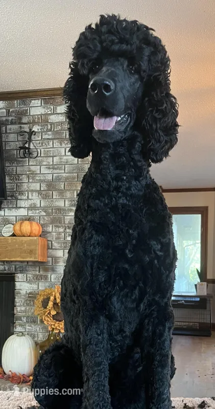 Nox, a female Poodle - Standard  for sale in Zebulon, NC – Photo 1 of 5