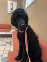 Nox, a female Poodle - Standard  for sale in Zebulon, NC – Photo 5 of 5