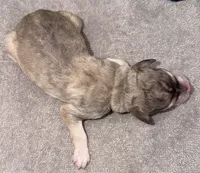 Kiwi (Grizzle Coat), a female Poodle - Standard  for sale in Zebulon, NC – Photo 7 of 8