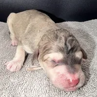 Kiwi (Grizzle Coat), a female Poodle - Standard  for sale in Zebulon, NC – Photo 5 of 8