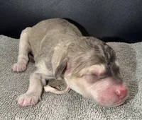 Kiwi (Grizzle Coat), a female Poodle - Standard  for sale in Zebulon, NC – Photo 6 of 8