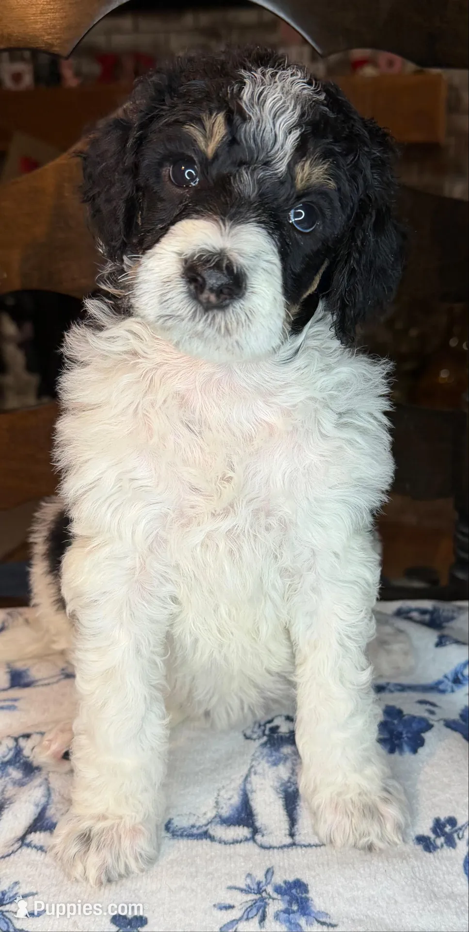 Plum (Tricolor) – Poodle - Standard  puppy for sale in Zebulon, NC