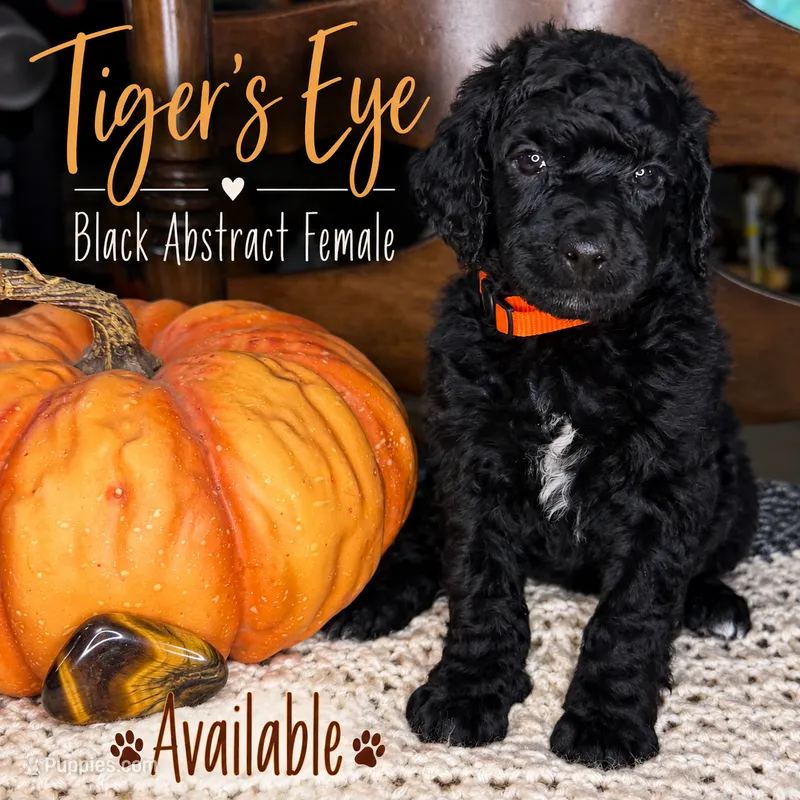 Tiger’s Eye – Poodle - Standard  puppy for sale in Zebulon, NC