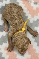 Woodstock , a male Poodle - Standard  for sale in Zebulon, NC – 3 of 3