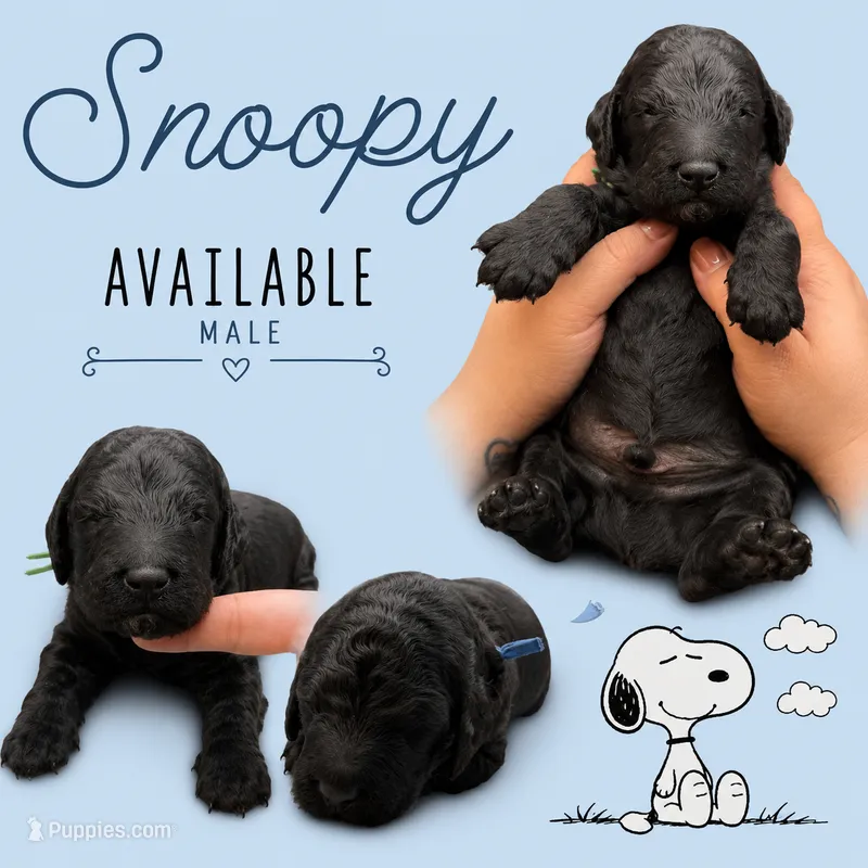 Snoopy – Poodle - Standard  puppy for sale in Zebulon, NC