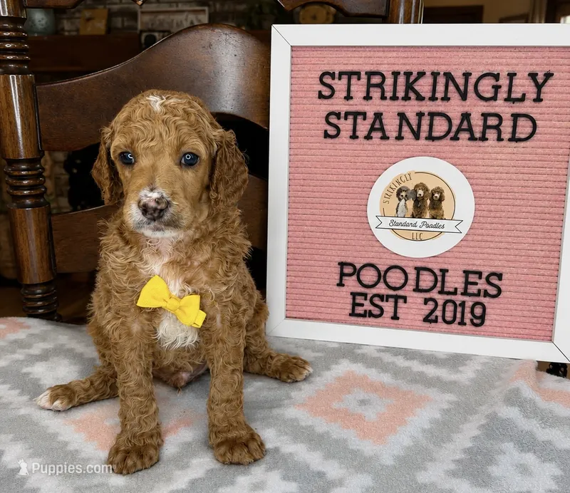 Woodstock  – Poodle - Standard  puppy for sale in Zebulon, NC